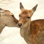 【東大寺】写真で案内する【大仏殿】何故奈良に鹿がいるのか？