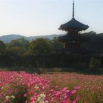 法起寺コスモスブログ奇跡の一枚が撮れた花と寺院のコラボ写真