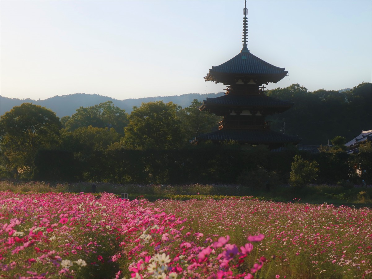 法起寺コスモスブログ奇跡の一枚が撮れた花と寺院のコラボ写真 1dayリア充