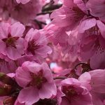 春の 奈良観光 イベント カレンダー 気温 服装 持ち物は？花の開花時期 動物の赤ちゃんの公開
