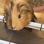 わんぱく動物園 奈良 山添村 ベーカリーカフェ ケーキ 動物とふれあい